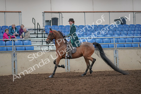 2019 Morgan Horse Show - Aug 30, 2019 - 27887