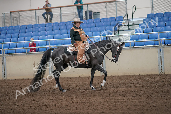 2019 Morgan Horse Show - Aug 31, 2019 - 06202