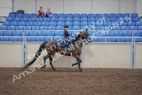 2020 - AB Morgan Horse - Sat, Sept 05 - 04895
