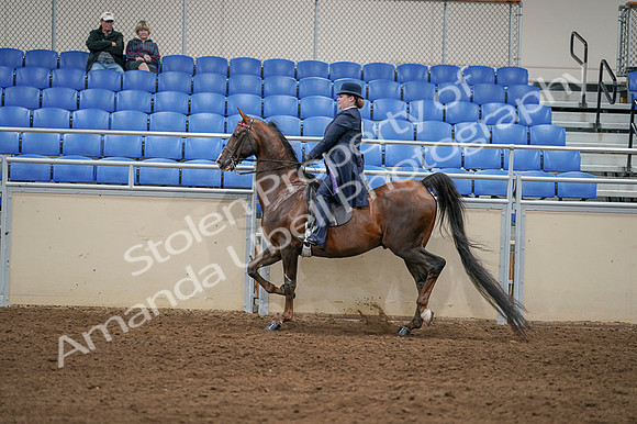 2020 - AB Morgan Horse - Fri, Sept 04 - 08015