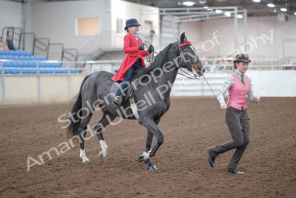 2019 Morgan Horse Show - Sept 01, 2019 - 10684