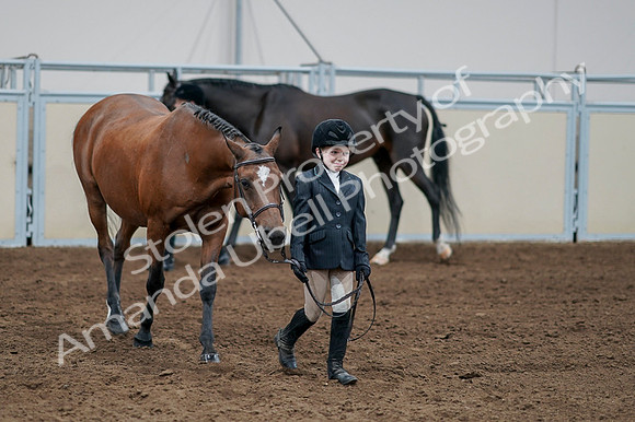 2020 - AB Morgan Horse - Fri, Sept 04 - 00828