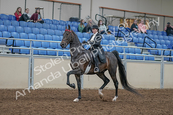 2020 - AB Morgan Horse - Fri, Sept 04 - 11339
