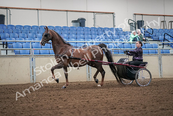 2019 Morgan Horse Show - Aug 30, 2019 - 13170