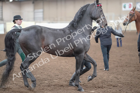 2019 Morgan Horse Show - Aug 31, 2019 - 00873