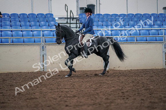 2019 Morgan Horse Show - Aug 30, 2019 - 18351