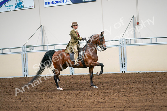 2020 - AB Morgan Horse - Sat, Sept 05 - 08181