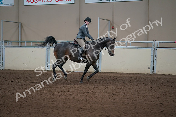 2019 Morgan Horse Show - Sept 01, 2019 - 11117