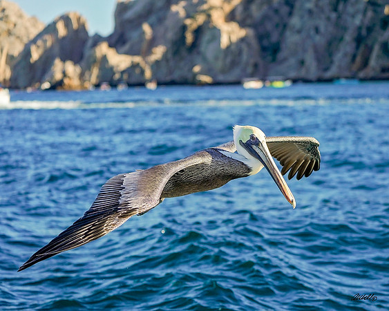 Los Cabo Dec 2018 - 1167