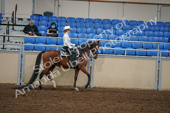 2020 - AB Morgan Horse - Fri, Sept 04 - 03530
