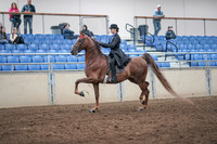 2019 Morgan Horse Show - Aug 31, 2019 - 21970