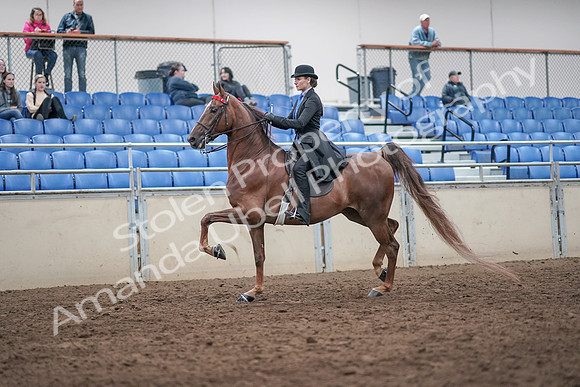 2019 Morgan Horse Show - Aug 31, 2019 - 21970
