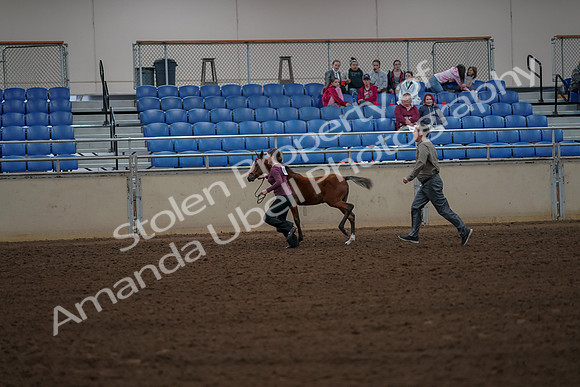 2019 Morgan Horse Show - Aug 30, 2019 - 24823