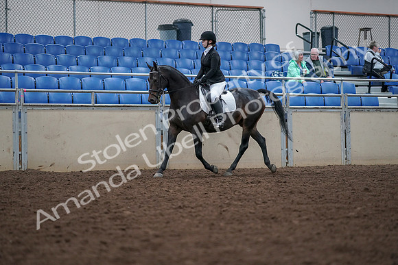 2019 Morgan Horse Show - Aug 30, 2019 - 18290