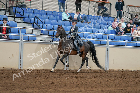 2020 - AB Morgan Horse - Sat, Sept 05 - 06289