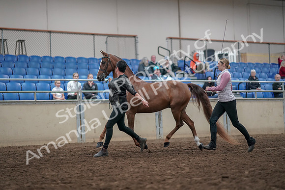2019 Morgan Horse Show - Aug 31, 2019 - 03621
