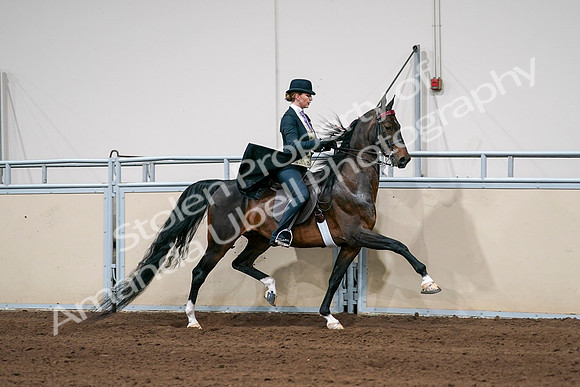 2020 - AB Morgan Horse - Sat, Sept 05 - 06406