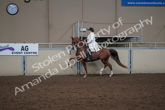 2019 Morgan Horse Show - Aug 31, 2019 - 17872