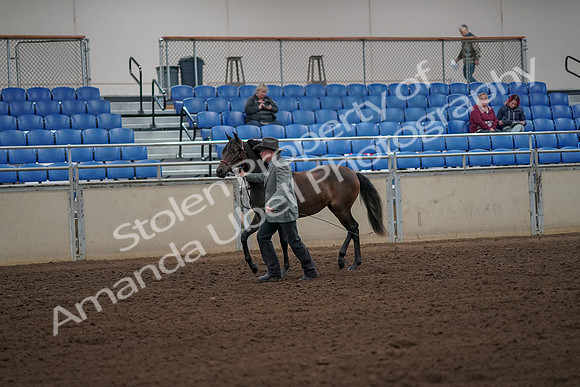 2019 Morgan Horse Show - Aug 30, 2019 - 25690