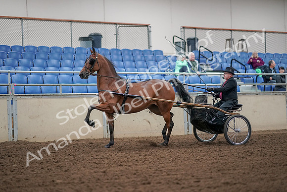 2019 Morgan Horse Show - Aug 30, 2019 - 13181