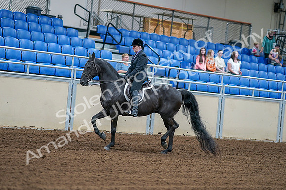 2020 - AB Morgan Horse - Fri, Sept 04 - 01524