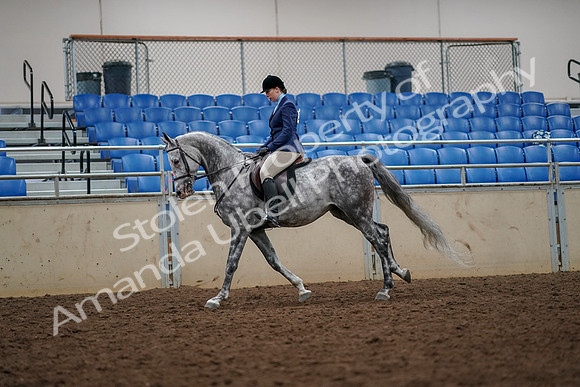 2019 Morgan Horse Show - Aug 30, 2019 - 22389