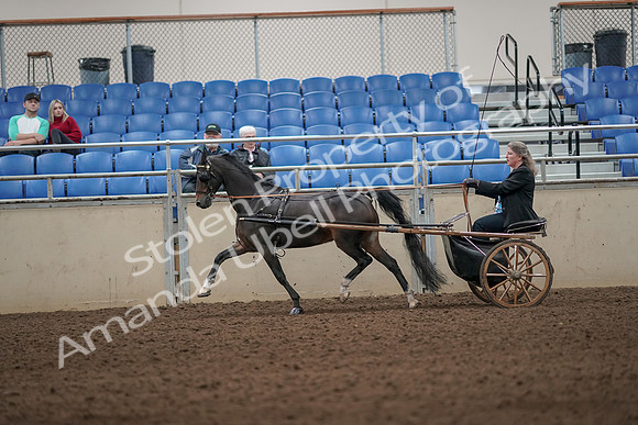 2019 Morgan Horse Show - Aug 31, 2019 - 04314