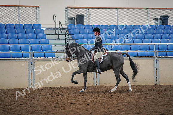 2019 Morgan Horse Show - Aug 30, 2019 - 23424