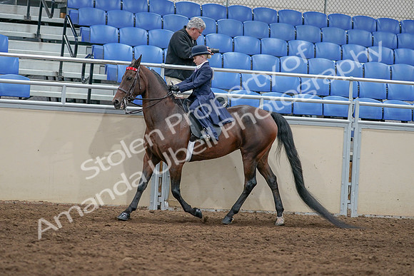 2020 - AB Morgan Horse - Sat, Sept 05 - 04783