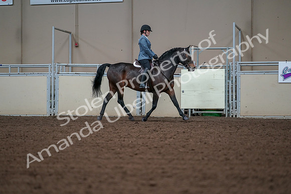 2019 Morgan Horse Show - Aug 30, 2019 - 18514
