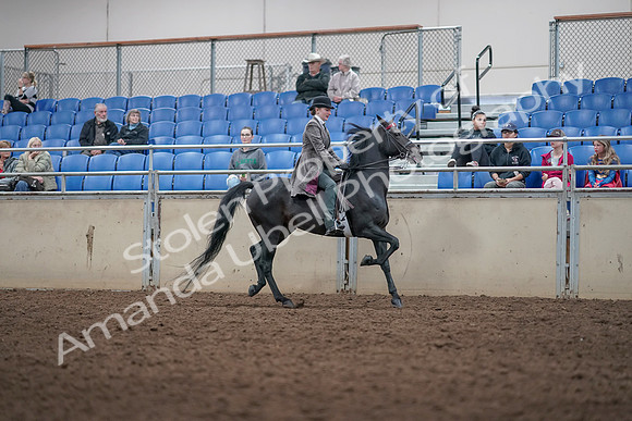 2019 Morgan Horse Show - Aug 31, 2019 - 09553