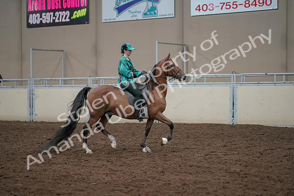 2019 Morgan Horse Show - Aug 30, 2019 - 30632
