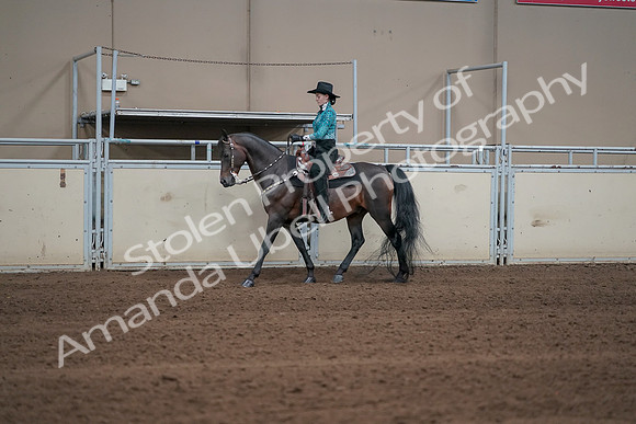 2019 Morgan Horse Show - Sept 01, 2019 - 06909
