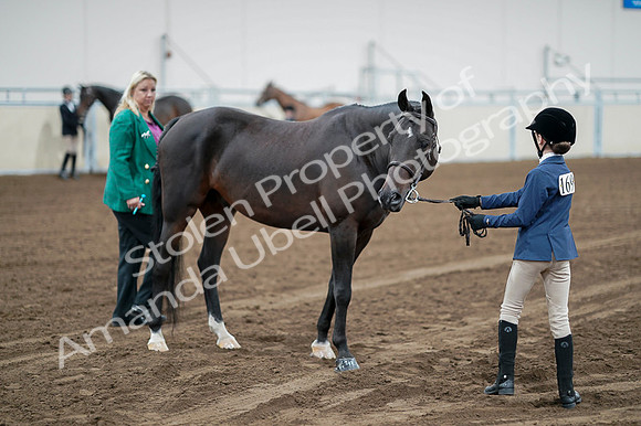 2020 - AB Morgan Horse - Fri, Sept 04 - 00776