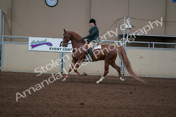2019 Morgan Horse Show - Sept 01, 2019 - 12230
