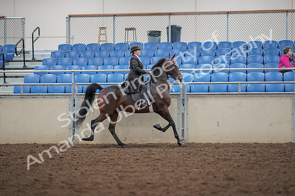 2019 Morgan Horse Show - Aug 30, 2019 - 28090