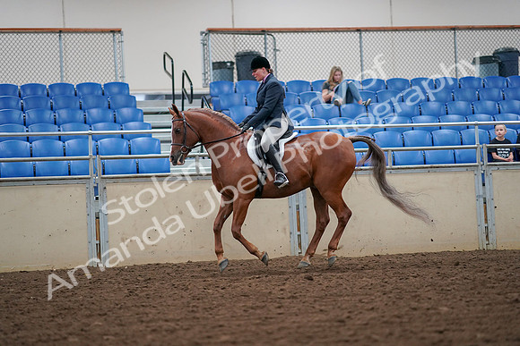 2019 Morgan Horse Show - Aug 30, 2019 - 16409
