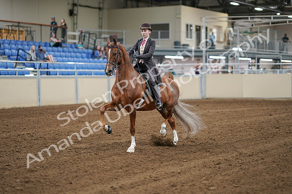 2020 - AB Morgan Horse - Sat, Sept 05 - 06276
