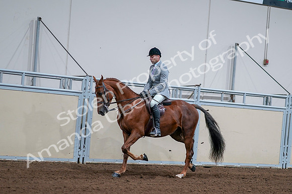 2020 - AB Morgan Horse - Fri, Sept 04 - 01603