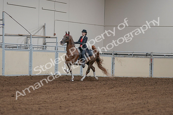 2020 - AB Morgan Horse - Fri, Sept 04 - 09693