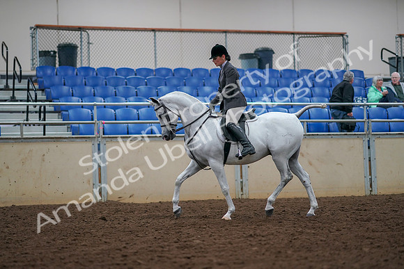 2019 Morgan Horse Show - Aug 30, 2019 - 17360