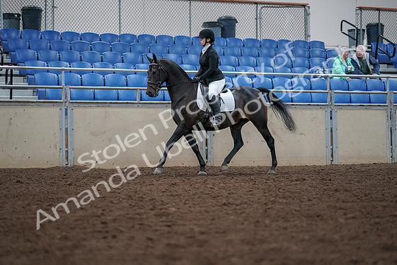 2019 Morgan Horse Show - Aug 30, 2019 - 18295