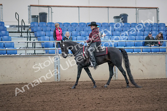 2019 Morgan Horse Show - Aug 31, 2019 - 10557