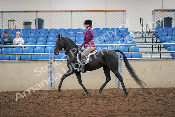 2019 Morgan Horse Show - Aug 30, 2019 - 23169