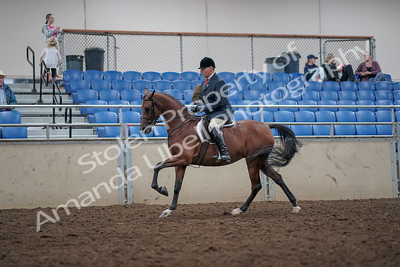 2019 Morgan Horse Show - Aug 31, 2019 - 15054