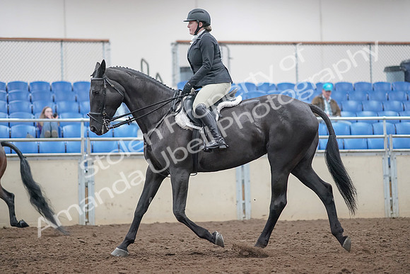 2019 Morgan Horse Show - Aug 31, 2019 - 14803