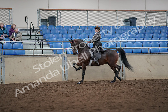 2019 Morgan Horse Show - Aug 30, 2019 - 27941
