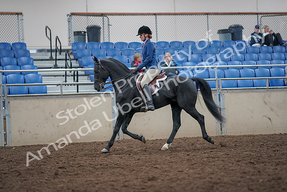 2019 Morgan Horse Show - Aug 31, 2019 - 16534