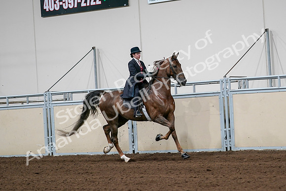 2020 - AB Morgan Horse - Sat, Sept 05 - 06367