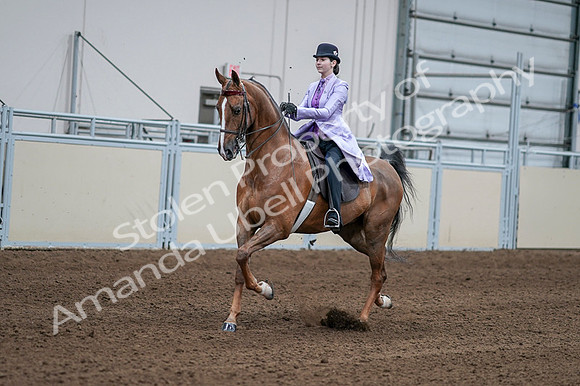 2020 - AB Morgan Horse - Fri, Sept 04 - 05009